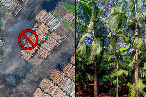 eco friendly charcoal briquettes