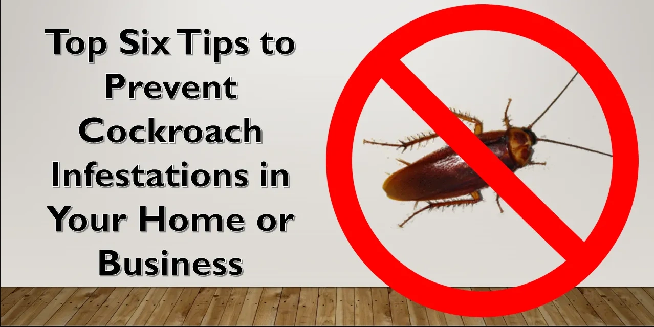 Cockroach Pest Service in Coimbatore