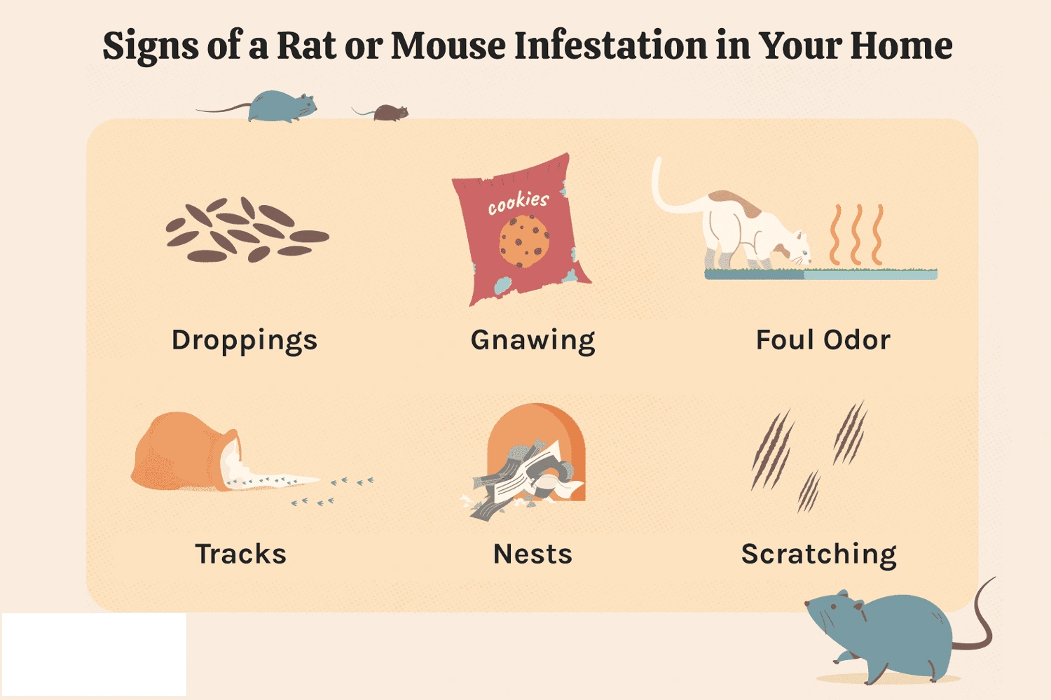 effective rodent removal Coimbatore