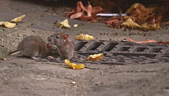 pest control for rats and mice Coimbatore
