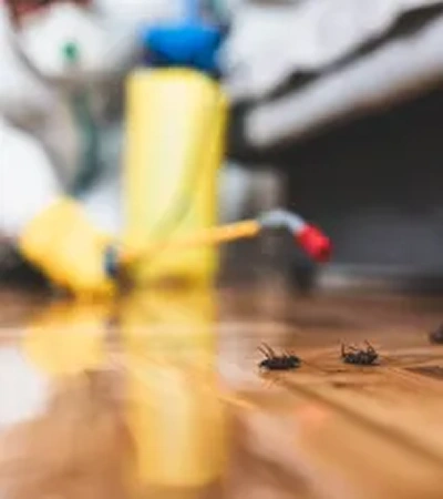 Best pest control services in Coimbatore