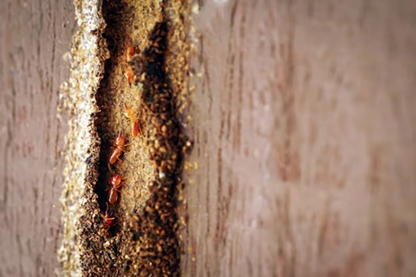 Best Termite Pest Control In Coimbatore