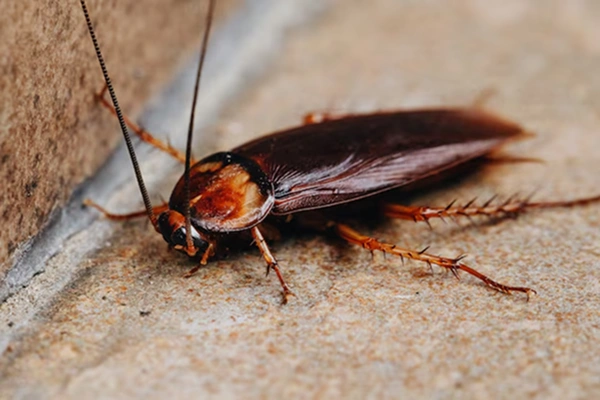 Cockroach Pest Service in Coimbatore