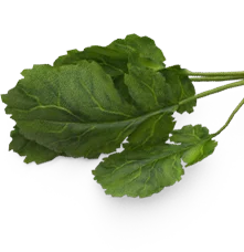 Best chicken manchurian in coimbatore